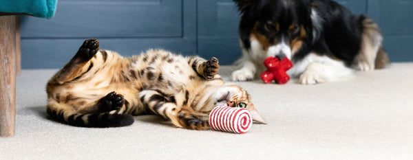 The Role of Play in Your Pet’s Physical and Mental Health