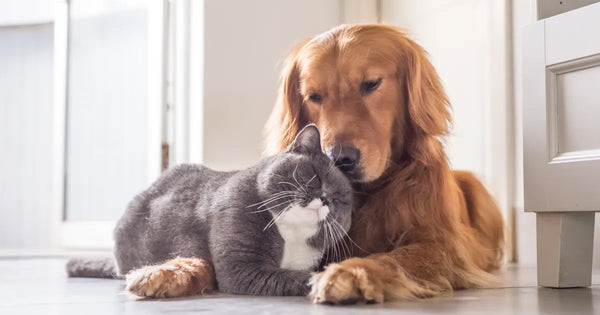 Choosing the Perfect Products for Your Furry Friends
